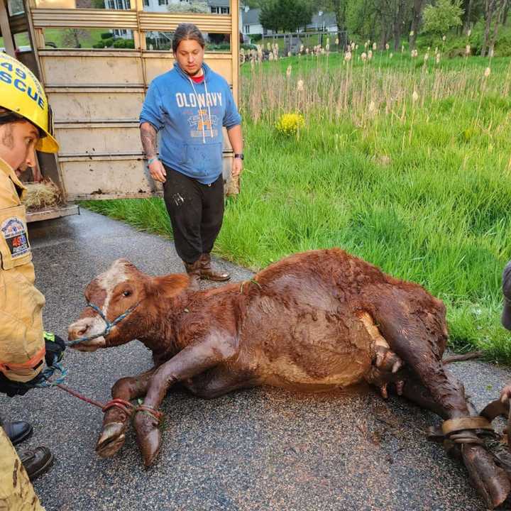 A cow was rescued after being stuck in the mud in Hunterdon County.