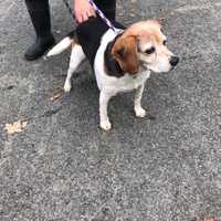 <p>This beagle was found by police in Ramapo.</p>