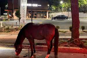 Loose Horse Found Wandering At Westchester Starbucks Returned To Owner