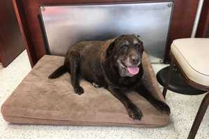 Know Her? Chocolate Labrador Retriever Found In Westport