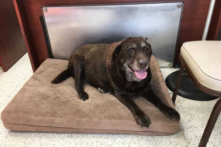 Know Her? Chocolate Labrador Retriever Found In Westport