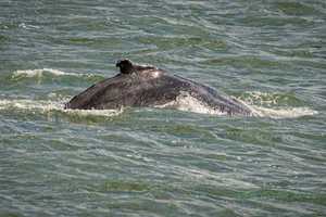 Here's How You Can Enjoy Whale Watching Without Having To Go Out East