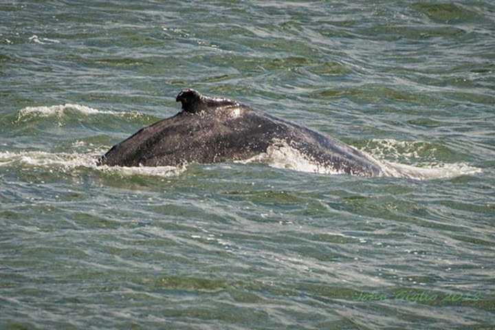 Here's How You Can Enjoy Whale Watching Without Having To Go Out East