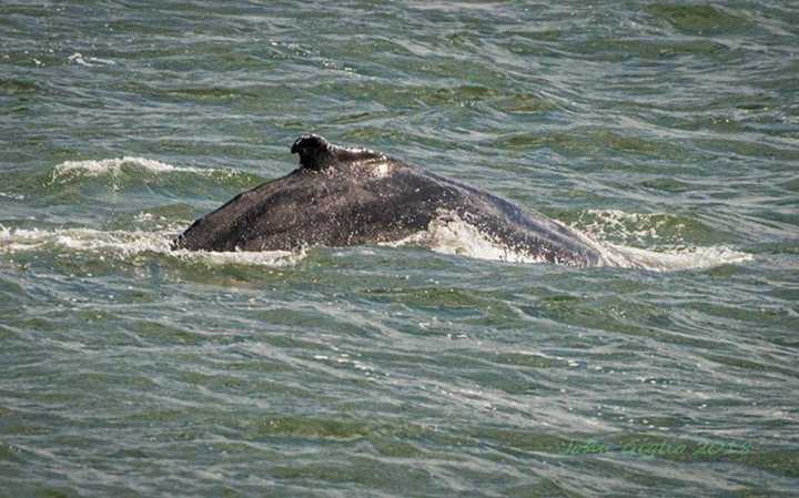 You won&#x27;t need to drive to the East End to enjoy cruising with Capt Lou’s Whale Watching Tours on Long Island.