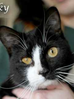 Lucky, Hi Tor Pet Of The Week, Needs A Home In Rockland