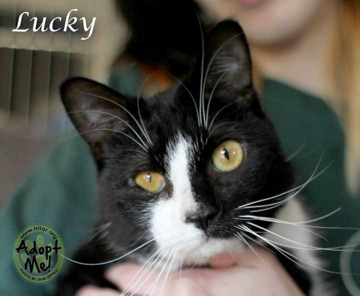 Lucky, a 2-year-old blind cat, is seeking a new home.