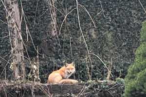 Mystery Surrounds Sighting: Is It A Fox Or Coyote Roaming Around Westchester Backyards?