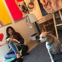 <p>Hope Buzzelli, 17, is donating a portion of each commissioned dog painting to Good Karma Dog Rescue in River Vale.</p>