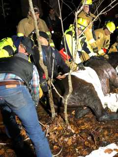 Hours-Long Emergency Effort Frees Trapped Horse In Area