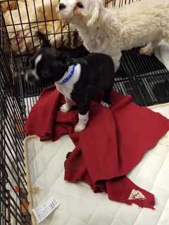 Nearly 100 Puppies Rescued After Blaze Breaks Out At Pet Shop In Danbury