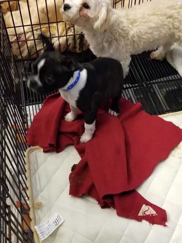 Nearly 100 Puppies Rescued After Blaze Breaks Out At Pet Shop In Danbury