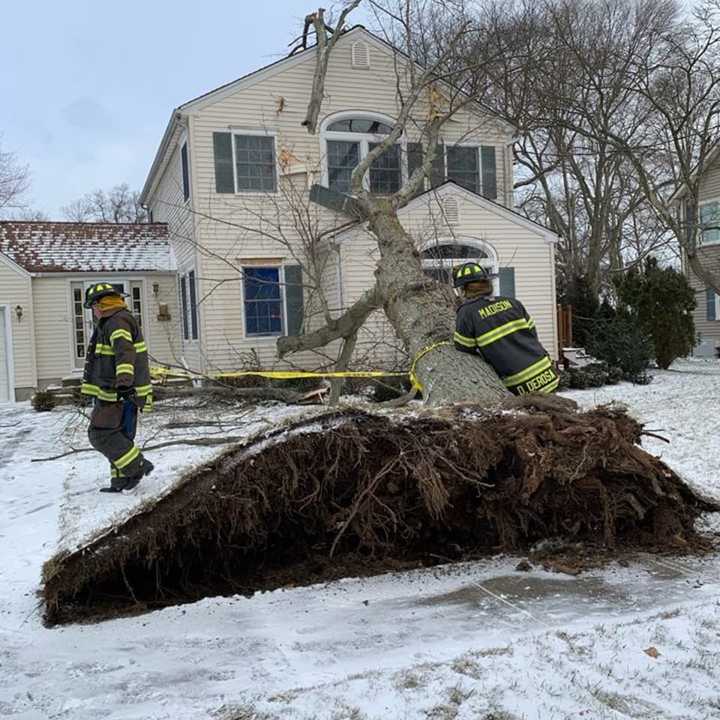 Firefighters removed a tree that fell on a Madison house Wednesday.