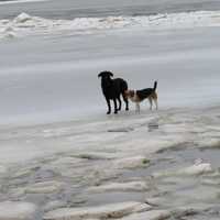 <p>Two dogs were rescued from the ice by the Esopus Fire Department.</p>