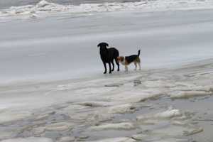 Dogs Stuck In Icy Hudson River Rescued