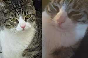 Lucy The Cat Is Missing In Yonkers