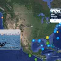 Chomping Grounds: Great Whites Lurking Off Jersey Shore, NYC, Long Island Are Social Distancing