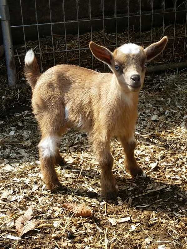 Five Goats Killed After Bears Makes It Over Fence At Farm In CT