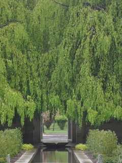 New York Times Focuses On Yonkers' Untermyer Gardens Restoration