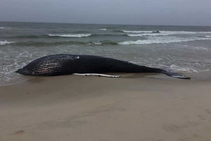 37-Foot Humpback Whale Found Dead On Beach In Hamptons