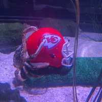 <p>A sports-predicting spider crab at SEA LIFE Aquarium New Jersey in East Rutherford climbed on top of a Kansas City Chiefs helmet to make his Super Bowl LVIII prediction.</p>