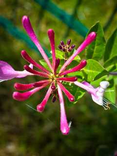  Lewisboro Garden Club Presenting 'Plant Geeks Are Us' Lecture 