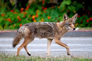 Police Urge Caution After Coyote, Fox Sightings In Teaneck