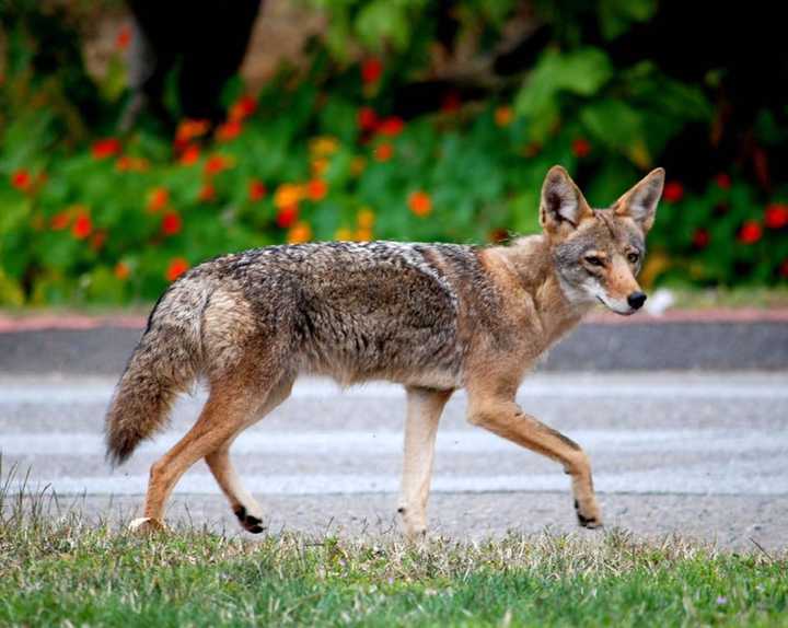 Police are urging caution after receiving several reports of fox and coyote sightings in Teaneck.