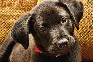 Nonprofit Seeks Volunteer Puppy Raisers In Danbury