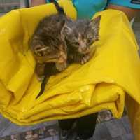 <p>Members of the Ramapo Police Department assisted several kittens that got trapped in a storm drain.</p>