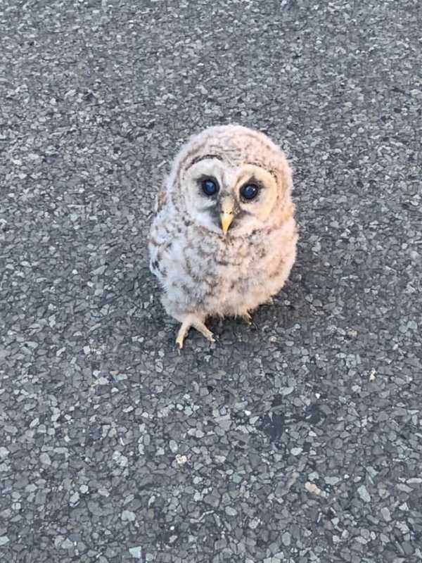 Baby Owl Rescued From Middle Of Busy Roadway In Easton