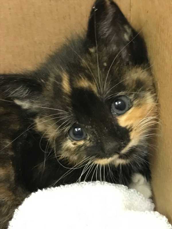 Kitten Stuck In Storm Drain Rescued In Dix Hills