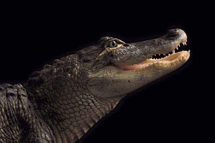 Missing Alligator On The Loose In Hudson Valley Found