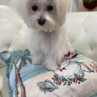 Cindy, A Dog, Stolen Along With Mercedes At Fairfield County I-95 Rest Area