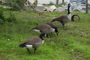 Edgewater Considers Non-Lethal Methods For Controlling Geese Population