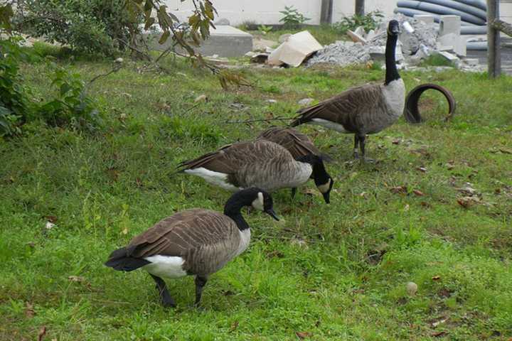 Edgewater Considers Non-Lethal Methods For Controlling Geese Population