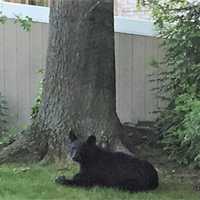 Grin And Bear It: Cub Caught In New Milford