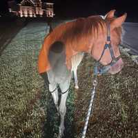 <p>These horses were found in Calvert County.</p>