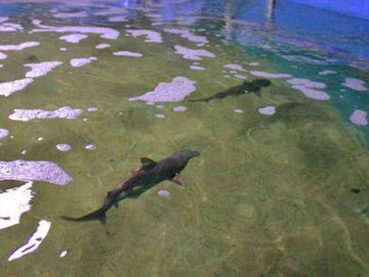 Two of the sharks a Hudson Valley man was convicted of attempting to traffic.