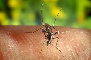 Mosquito Trapped In Fairfield Tests Positive For West Nile Virus