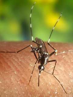 Mosquitoes In Stratford Test Positive For West Nile Virus
