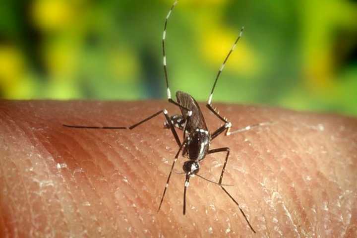 Mosquito Trapped In Fairfield Tests Positive For West Nile Virus