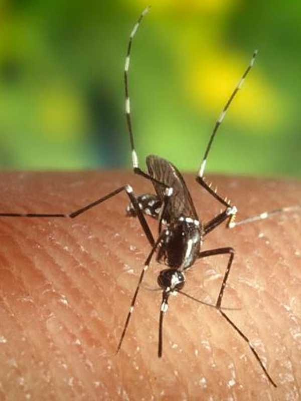 West Nile Case Confirmed In Irvington