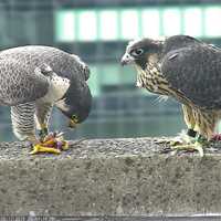 <p>The 5- or- 6-week old birds were sprayed by window washers Sunday in or near their nest on top of a Jersey City skyscraper.</p>