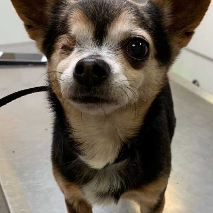 Do you know her? This stray Chihuahua was found in Oyster Bay.