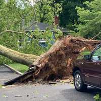 <p>Numerous trees and power lines were brought down during Sunday&#x27;s storm.</p>