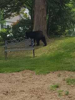 Off-Duty Officer Spots Large Black Bear In West Nyack