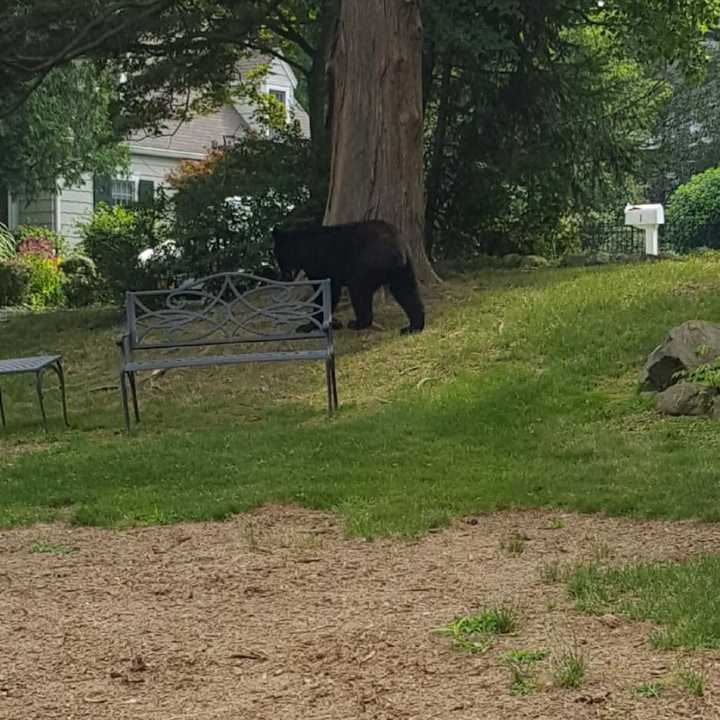 An off-duty Clarkstown Police officer spotted this black bear in West Nyack.