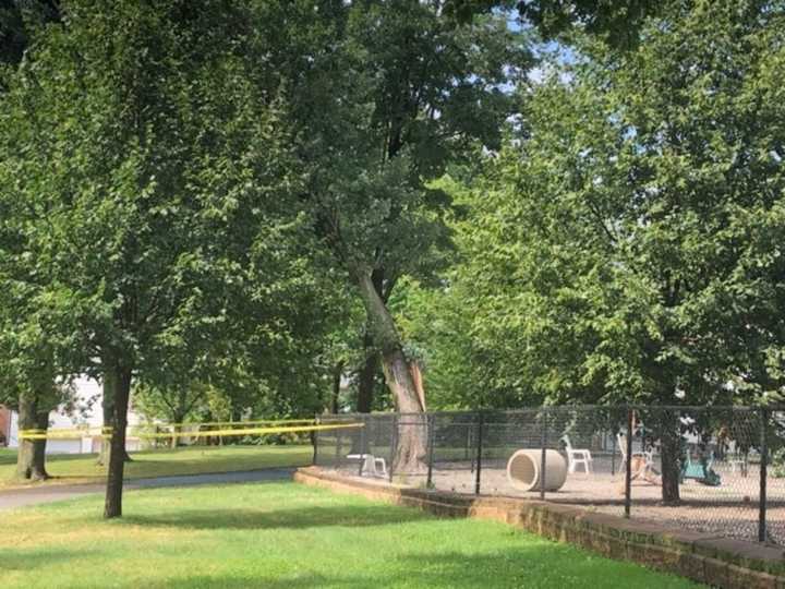 A snapped tree shut the Maywood Dog Park Saturday evening.