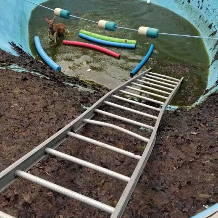 A fawn found itself in a precarious position when it got trapped in a Spring Valley swimming pool.