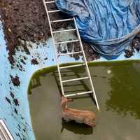 <p>A fawn found itself in a precarious position when it got trapped in a Spring Valley swimming pool.</p>